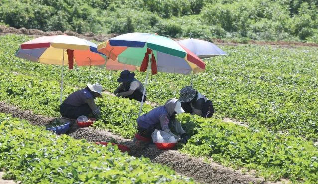 Workers harvest strawberries under parasols in Miryang, South Korea, during the heatwave