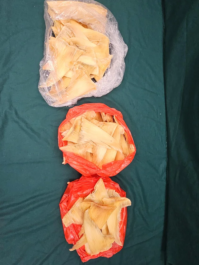 Three plastic bags holding the seized dried shark fins, laid out in a column on green felt at a Hong Kong Customs press display