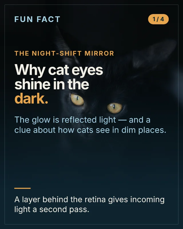 Why cat eyes shine in the dark