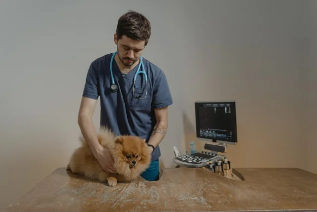 A veterinarian examines a Pomeranian dog using medical equipment in a clinic