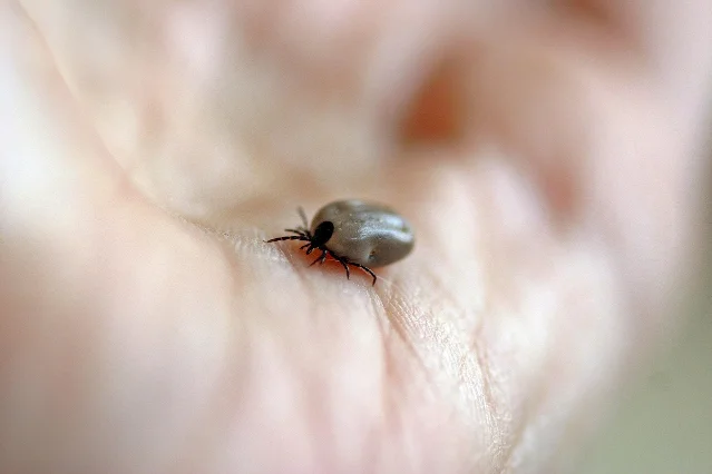 A tick on a wooden surface, highlighting how small and easy to miss these parasites are before they attach