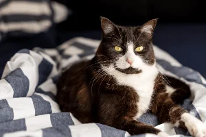 猫趴在柔软毯子上