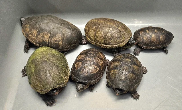 Six live turtles seized at Hong Kong International Airport