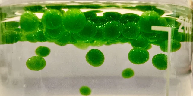 Bright green spirulina pearls float in clear liquid inside a graduated glass vessel