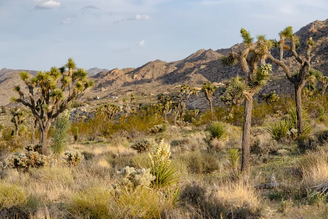 Joshua trees, yuccas and low desert scrub on rocky slopes under a blue evening sky