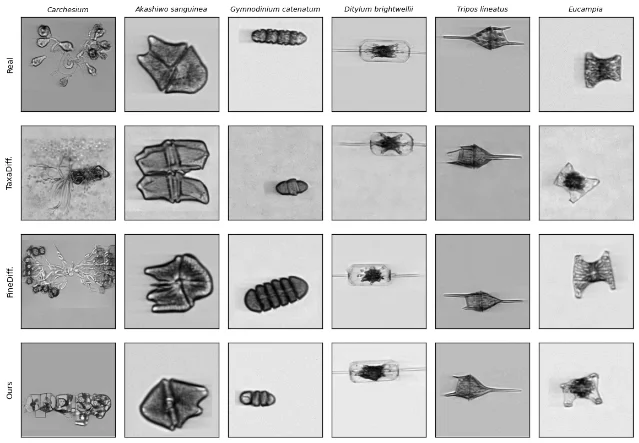 Qualitative comparison of generated plankton specimens across rare and common taxa