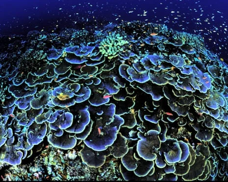 Coral Jarvis Island and the Pacific deep