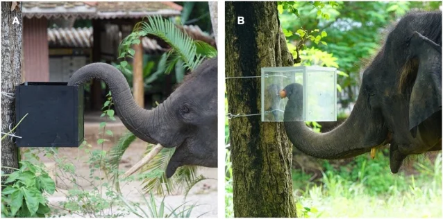 An Asian elephant reaching its trunk into an experimental testing box