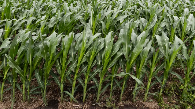 Corn stalks in southeastern Iowa after heavy rain