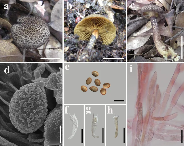 Cortinarius acuticonus fruiting bodies and microscopic features — panels a–c showing cap with sharp cone and black Strobilomyces-like scales, under Castanopsis forest litter; panels d–i showing spores and basidia under microscope