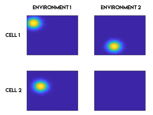 Remapping example: a place cell's field moves to a new location between environment A and environment B, while a second cell loses its field entirely in environment B
