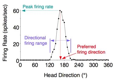 Firing rate versus head direction tuning curve from Scholarpedia, showing the characteristic triangular peak at the preferred direction and near-zero firing outside ~90°