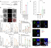 Multi-panel plots and microscopy images showing VEGF-A RNA priming, islet induction, and early graft readouts