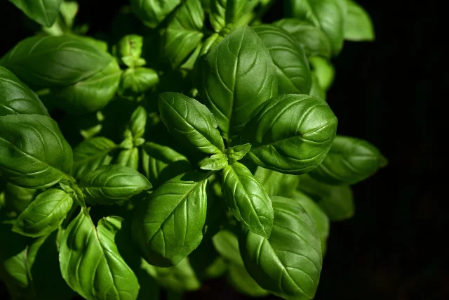 Basil stored in a glass jar with water, bouquet method on a kitchen counter