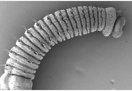 SEM micrograph of segmented annelid body