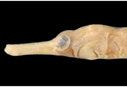 Close-up of pipefish head showing elongated snout and eye structure