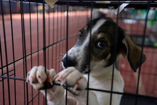 A puppy standing behind the bars of a wire cage with its front paws against the door
