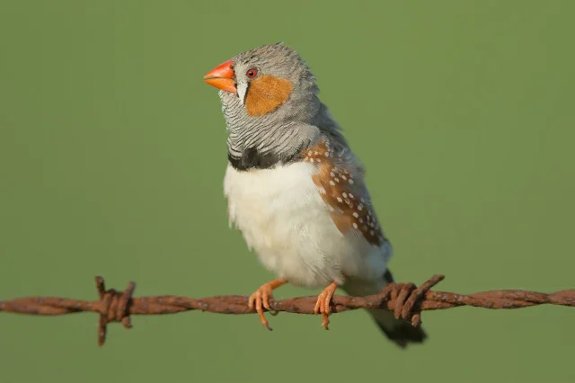 A zebra finch in New South Wales, Australia (JJ Harrison/Wikimedia Commons, CC BY-SA 4.0)