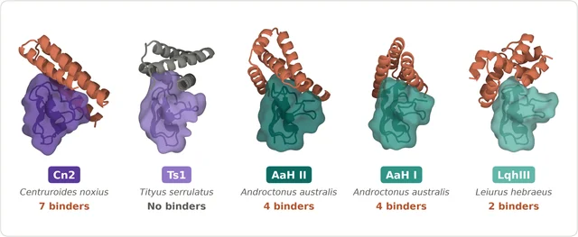 Five toxin surfaces with a bound design shown above each, labelled with the species and the number of binders found: 7, none, 4, 4, 2