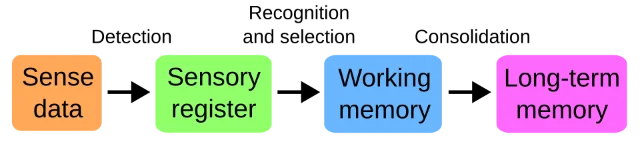 A simplified model showing sensory input moving through working memory toward long-term memory