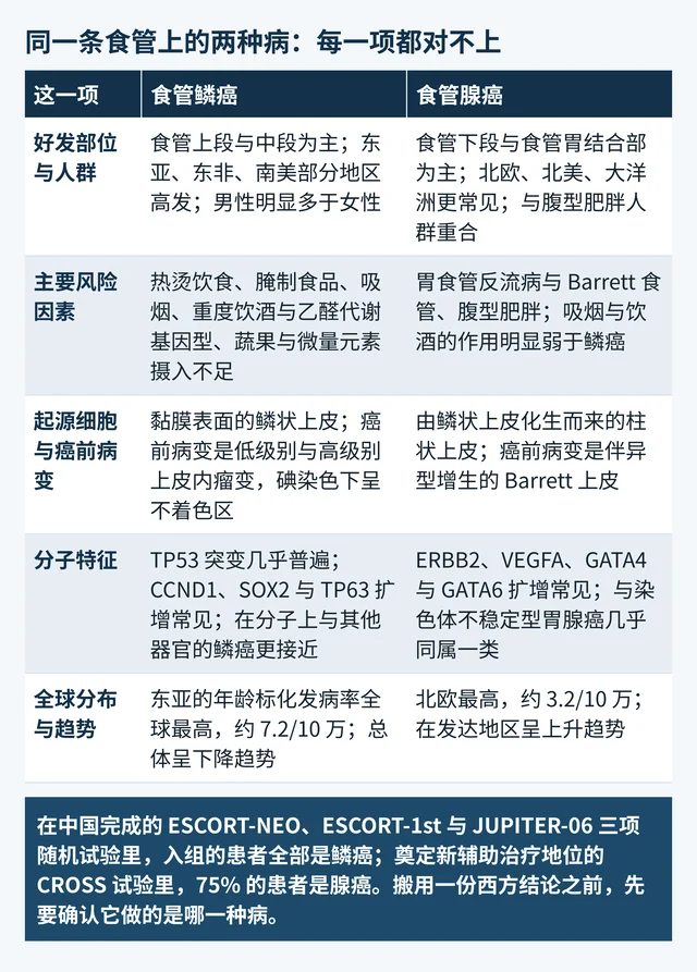 食管鳞癌与食管腺癌在好发部位、风险因素、起源细胞与癌前病变、分子特征、全球分布与趋势五个项目上的对照