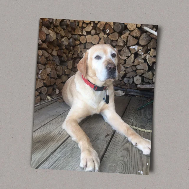 Julio, a yellow Labrador, resting on a weathered wooden deck in front of a woodpile