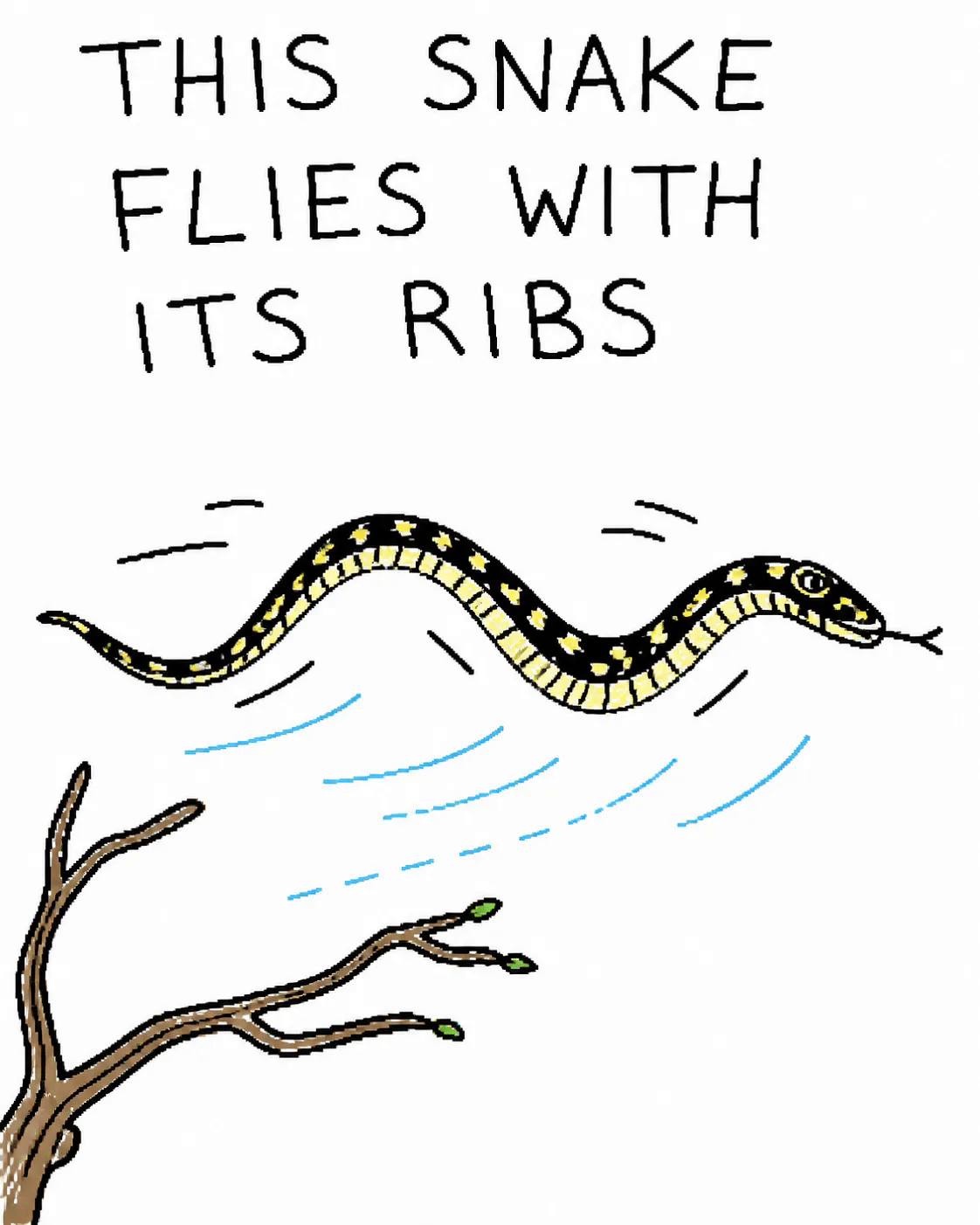 This snake flies with its ribs.