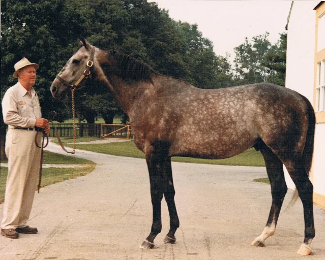 A gray racehorse with a mottled coat stands on a paved path beside a man in a sun hat who holds its lead