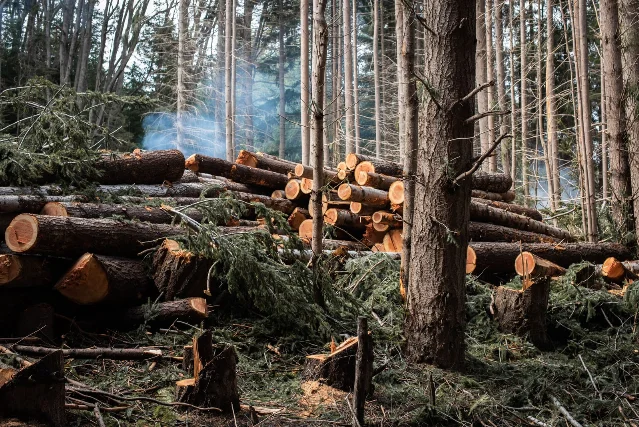 Pile of cut logs representing biomass feedstock for biochar carbon removal processes