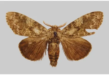Calliteara hollowayi sp. nov. holotype in dorsal view, showing the brown patterned forewings and densely hairy thorax
