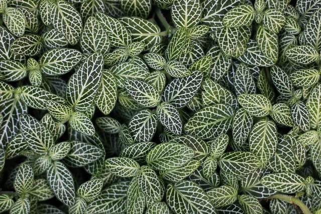 Close-up of patterned green houseplant leaves.