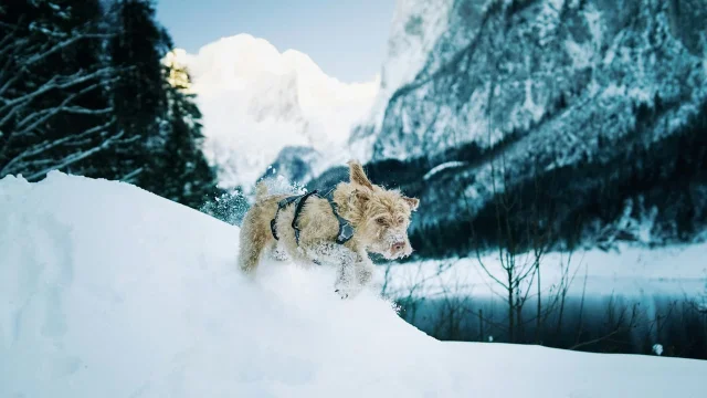 雪地中奔跑的狗,呼应今日动画片探索冒险主题