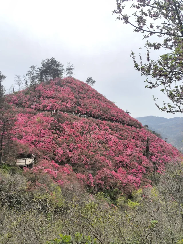 清明时节木兰山杜鹃花盛放,漫山红遍,游客沿山间栈道赏花踏青