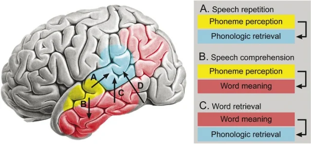Binder review schematic of posterior language regions