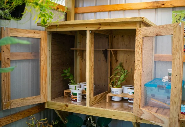 An open rearing cabinet holding small potted milkweed plants inside the enclosure at Redgranite Correctional Institution