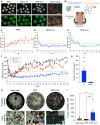 Multi-panel data figure showing IL-10-producing-cell coimplantation with human islets, glucose correction, capsule recovery, and C-peptide measurements