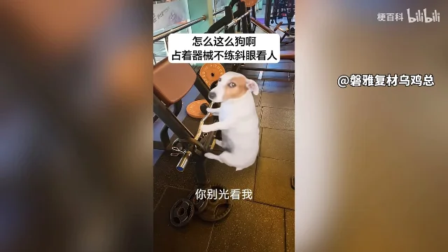 二创画面:小狗坐在健身房的器械上,画面上方压着「怎么这么狗啊 占着器械不练斜眼看人」,右侧署名 @鳄雅复材乌鸡总