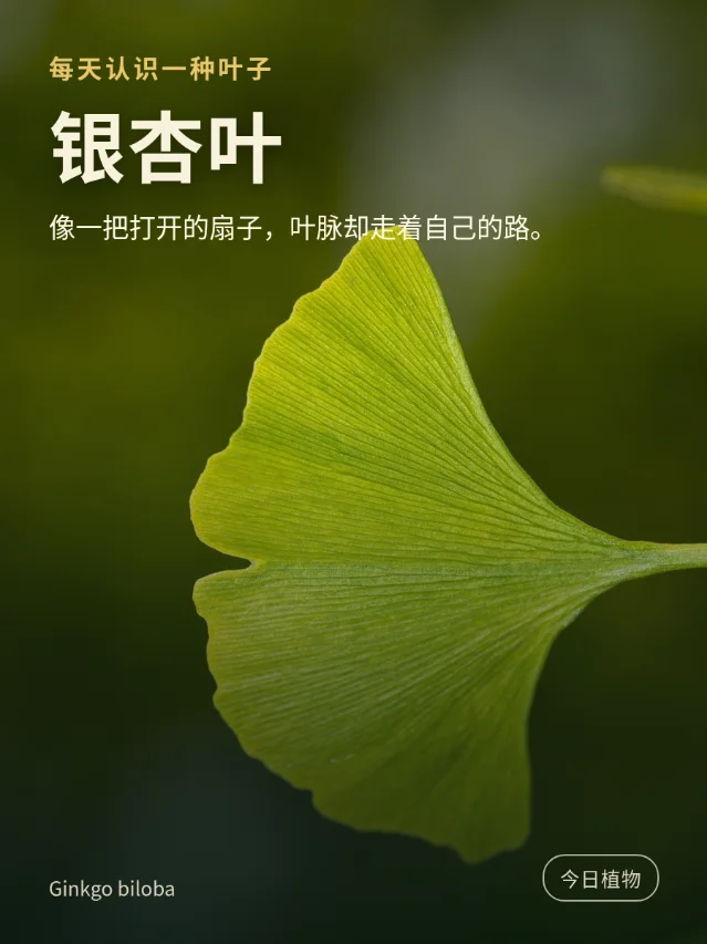今天认识：银杏叶