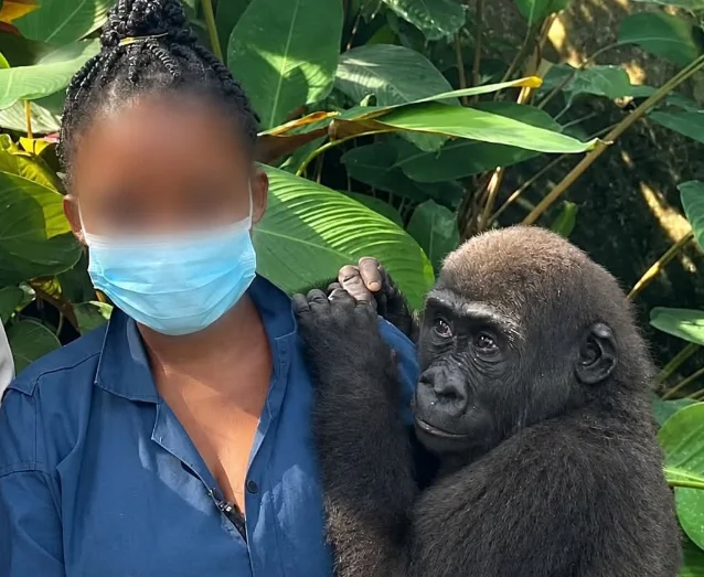 A woman in a blue shirt and face mask standing beside a young gorilla that is holding her arm, with large green leaves behind them