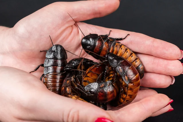 Several Madagascar hissing cockroaches clustered in a cupped human hand, showing their banded orange-and-black bodies and size relative to a palm