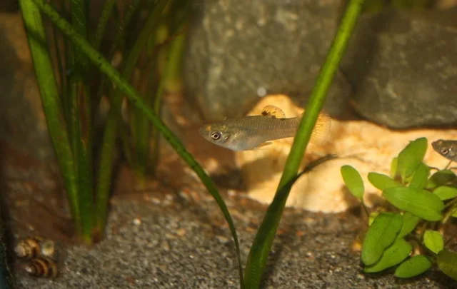 A small olive-grey fish swimming in a planted aquarium with gravel, green leaves and a snail on the glass