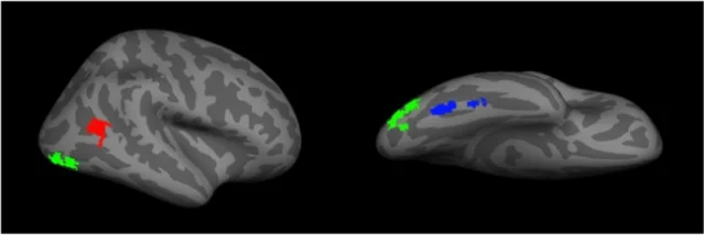 The core face-processing network on the lateral and ventral brain surface — FFA in blue (fusiform face area), OFA in green (occipital face area), pSTS in red (posterior superior temporal sulcus)