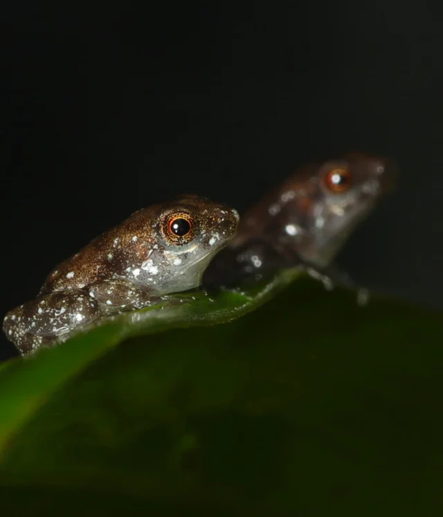 two small brown frogs with orange-rimmed eyes sitting on a green leaf against a dark background