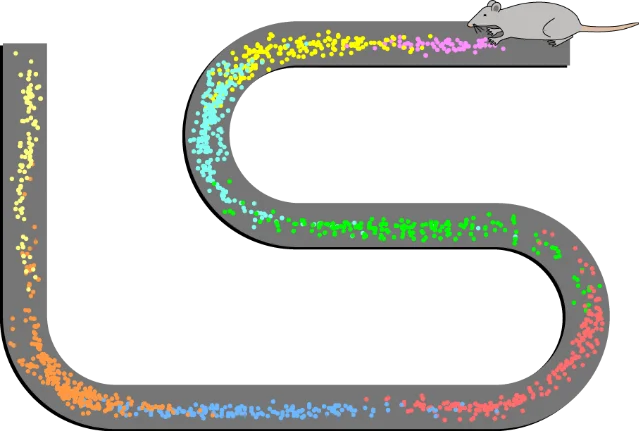 Spatial firing patterns of eight place cells from rat CA1 layer, each represented as colored dots marking action potential locations along a track