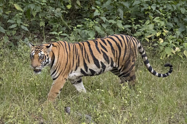 Female Bengal tiger walking through grass and forest vegetation in Kanha Tiger Reserve, India