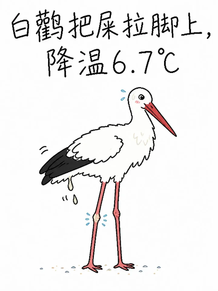 白鹳把屎拉脚上，降温6.7℃