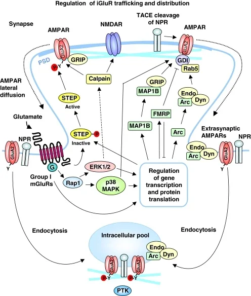 mGluR-LTD signaling pathways