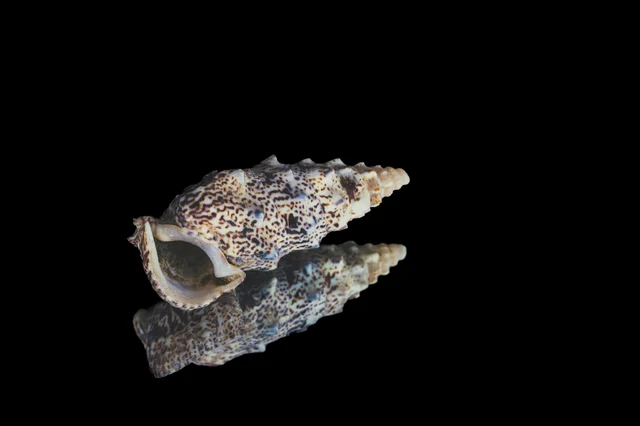 Two intricately patterned sea snail shells displayed against a black background