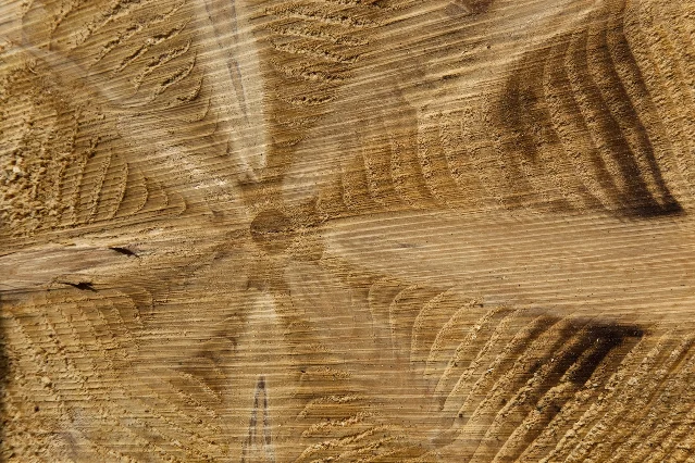 Close-up cross-section of a Norway spruce trunk showing annual tree rings