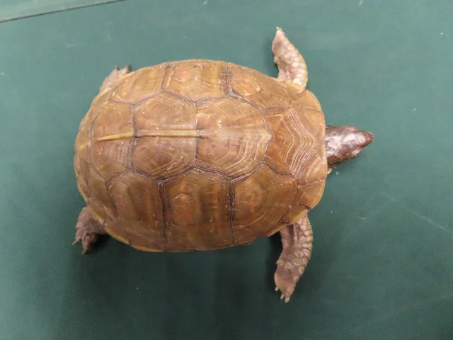 A seized turtle from the two parcel-smuggling cases.